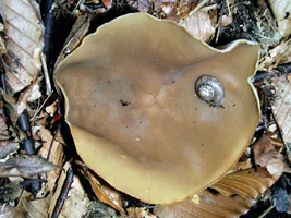 Peziza repanda, mature specimen with a land snail on sureface.